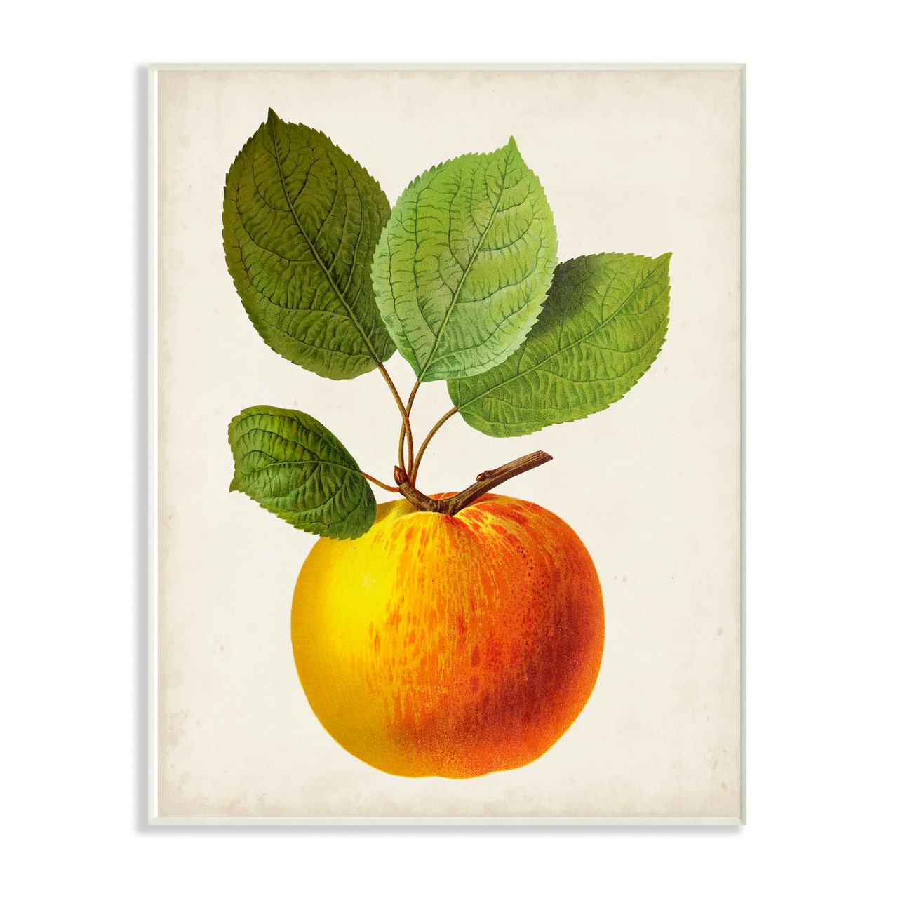 Stupell Industries Vintage Fruit Apple Painting, 10" x 15"